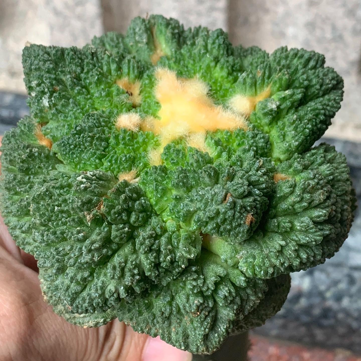 2-10cm  Ariocarpus fissuratus cv. Godzilla