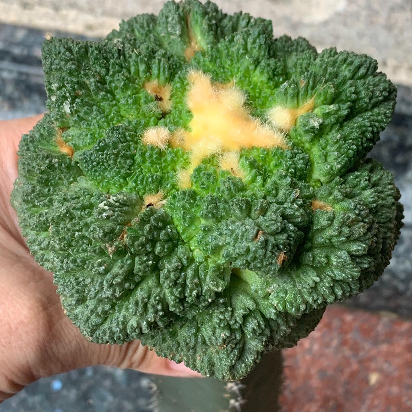 2-10cm  Ariocarpus fissuratus cv. Godzilla