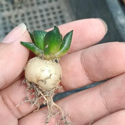 2-10cm  Ariocarpus fissuratus cv. Godzilla
