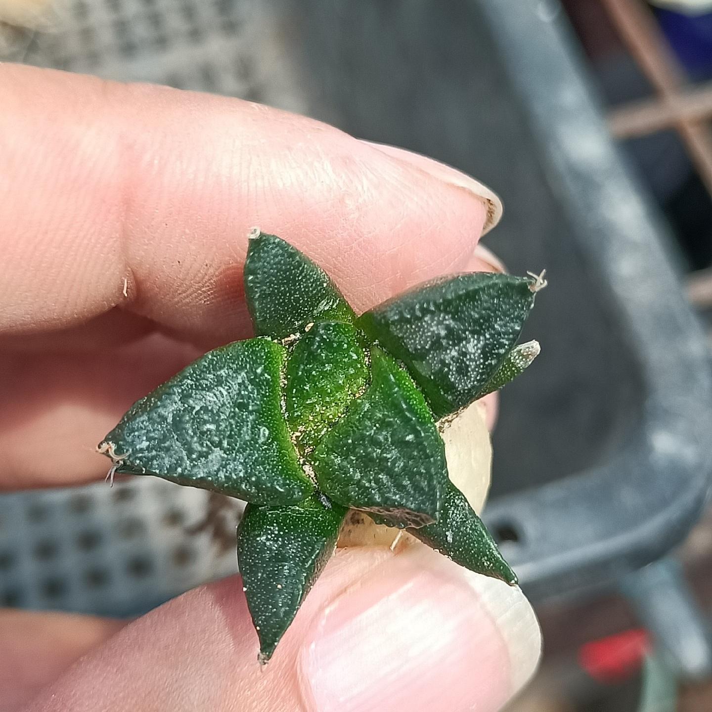 2-10cm Ariocarpus fissuratus cv. Godzilla