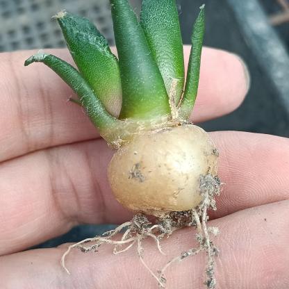 2-10cm  Ariocarpus fissuratus cv. Godzilla