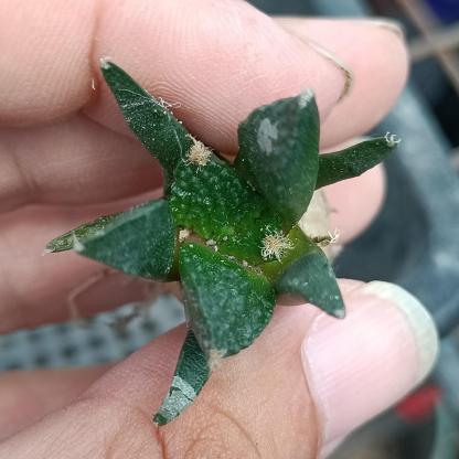2-10cm  Ariocarpus fissuratus cv. Godzilla