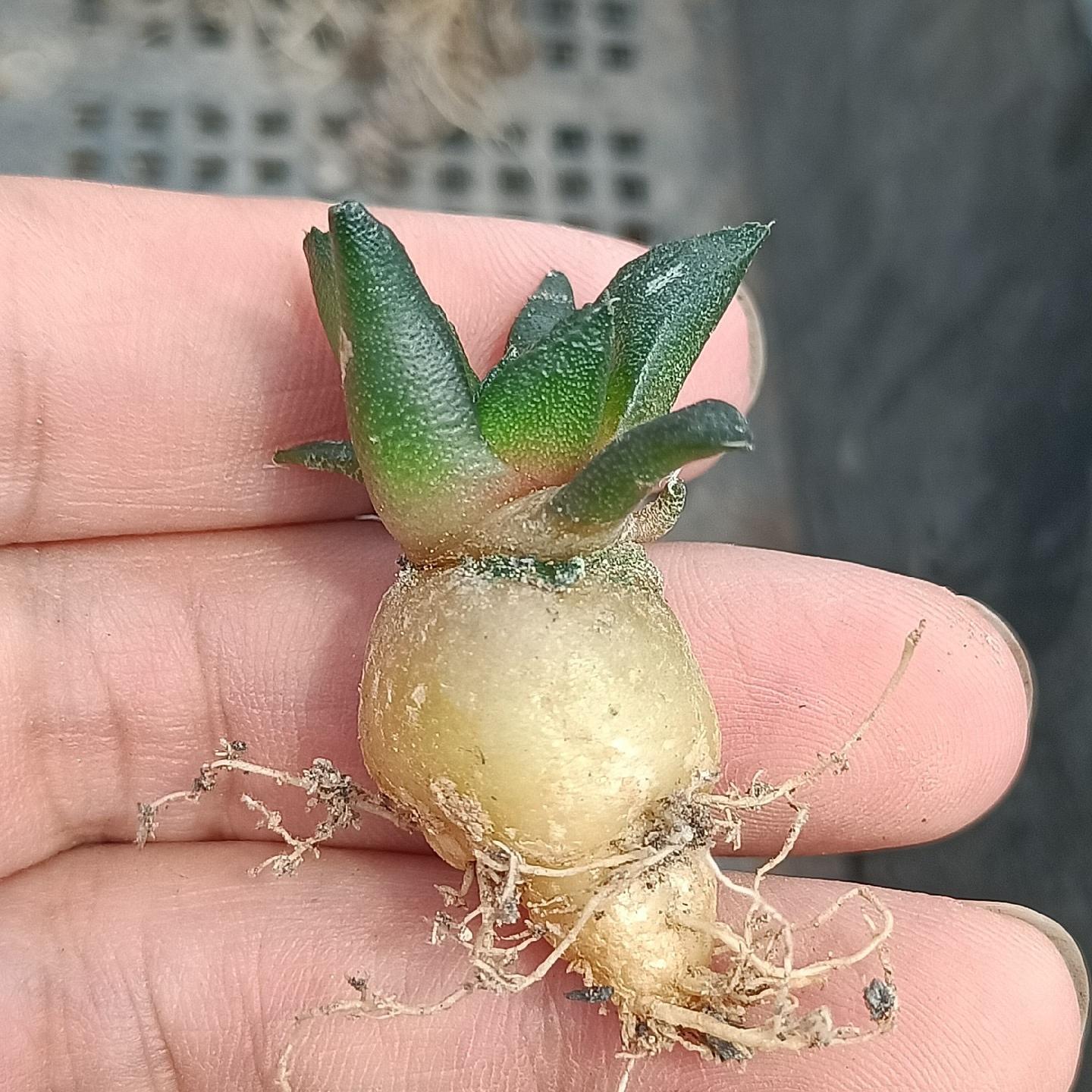 2cm  Ariocarpus fissuratus cv. Godzilla（seedling）