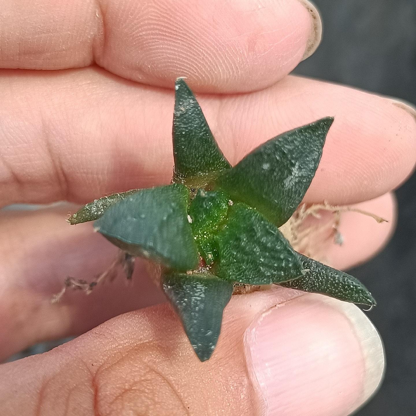 2cm  Ariocarpus fissuratus cv. Godzilla（seedling）
