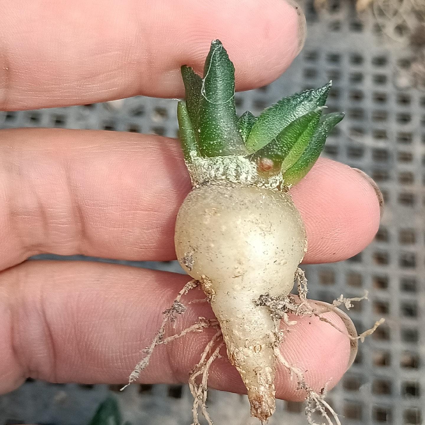 2cm  Ariocarpus fissuratus cv. Godzilla（seedling）