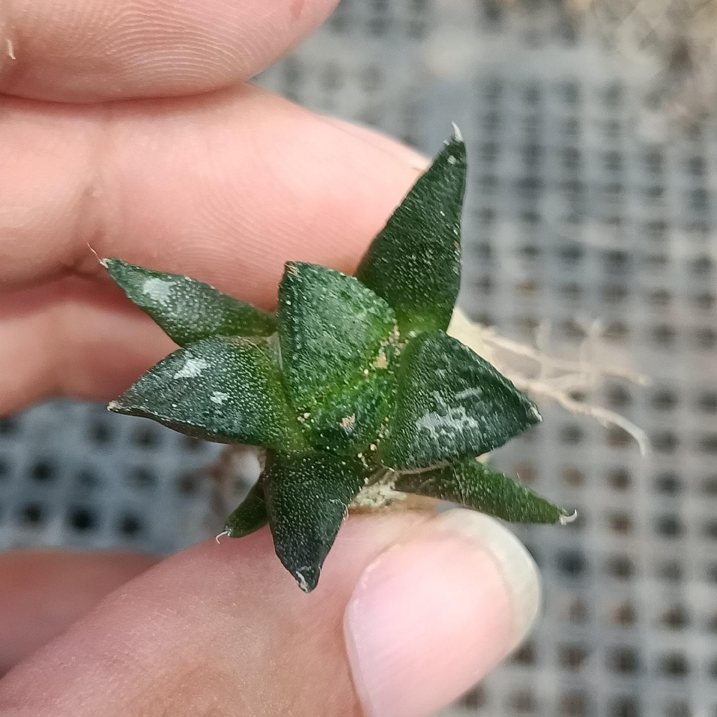 2cm  Ariocarpus fissuratus cv. Godzilla（seedling）