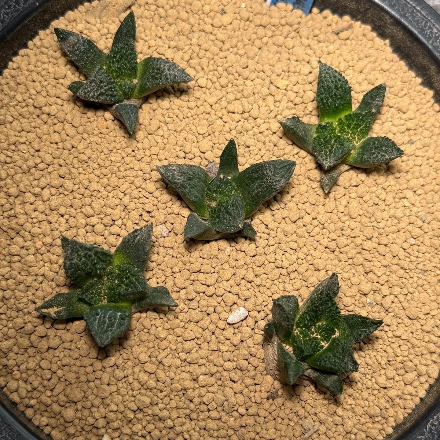 2cm  Ariocarpus fissuratus cv. Godzilla（seedling）