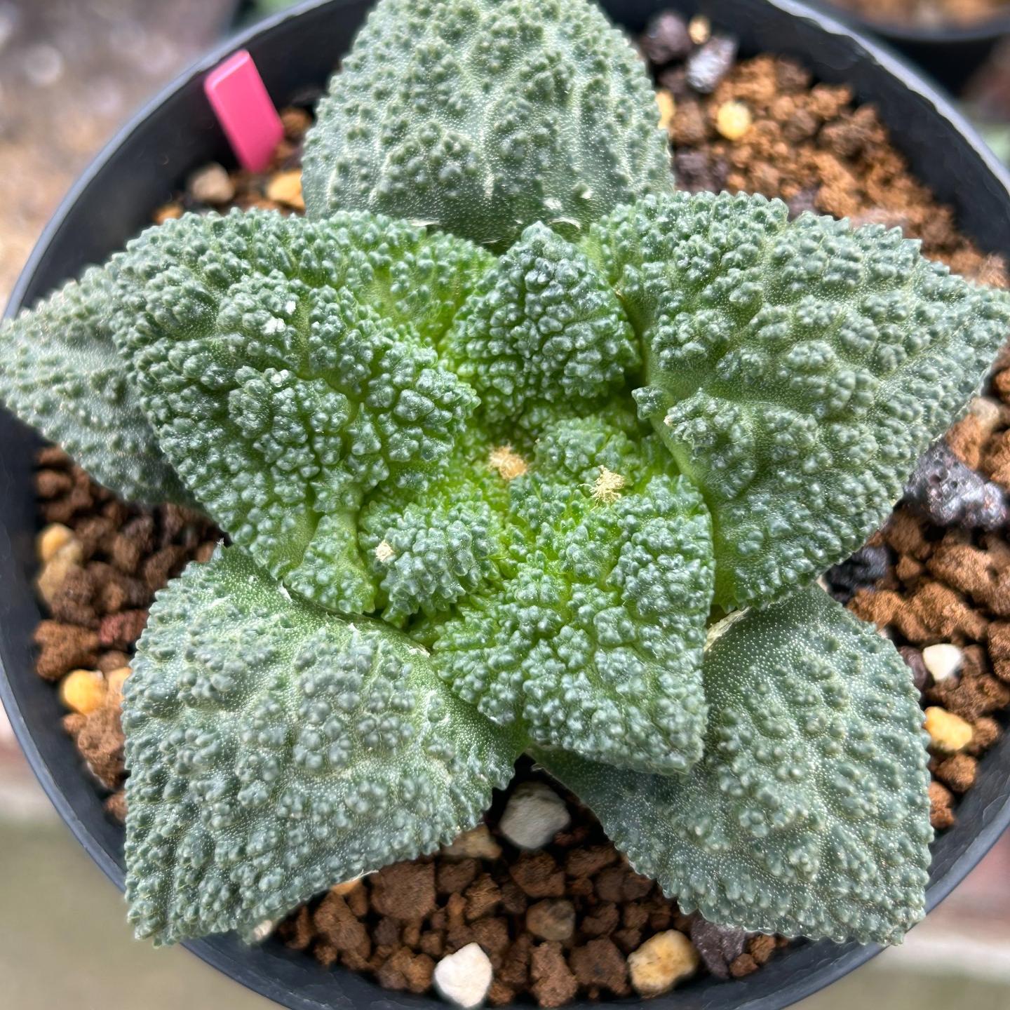 2-10cm  Ariocarpus fissuratus cv. Godzilla