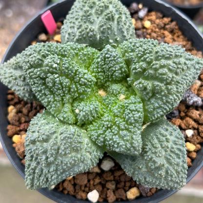 2-10cm  Ariocarpus fissuratus cv. Godzilla