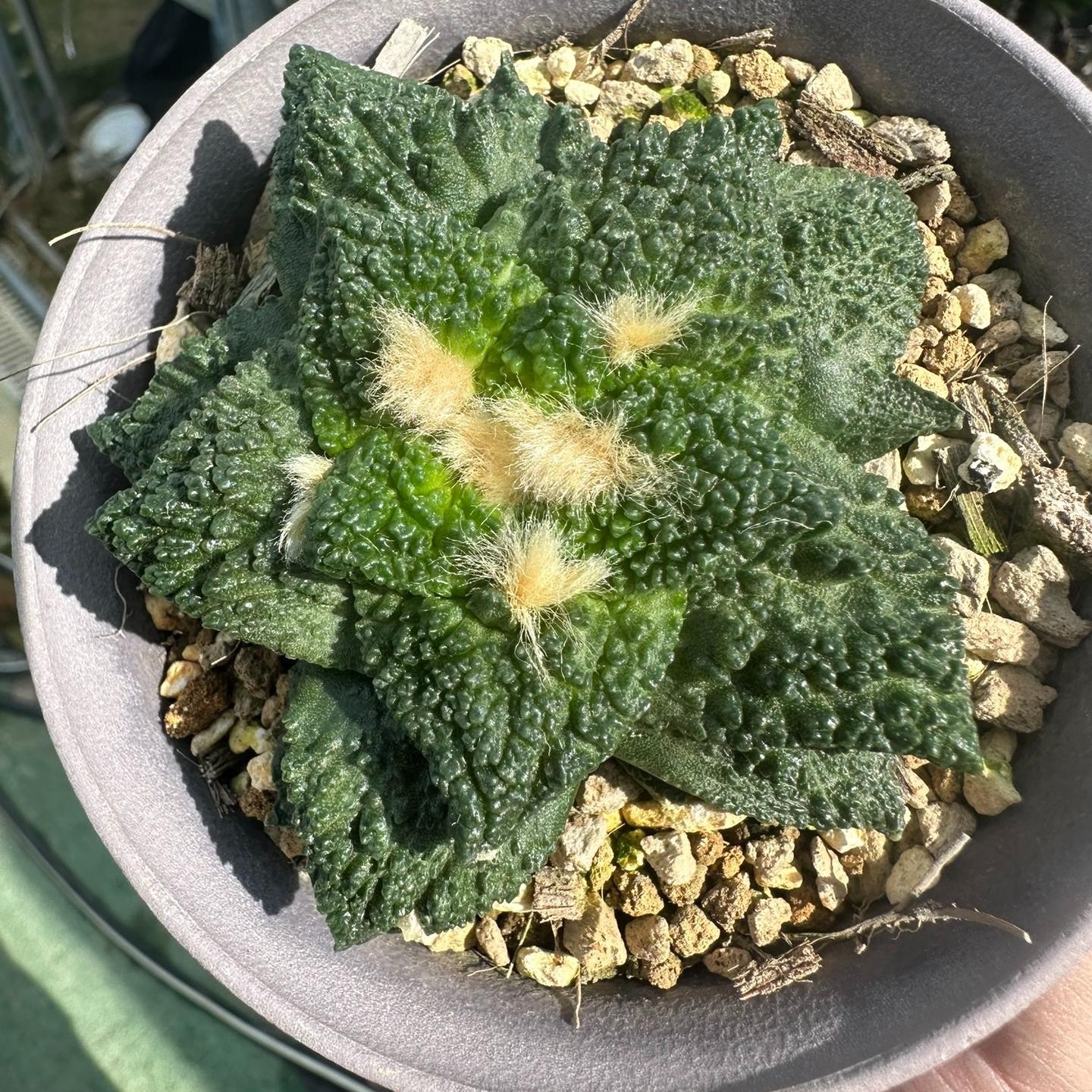 2-10cm  Ariocarpus fissuratus cv. Godzilla