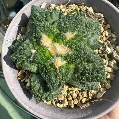 2-10cm  Ariocarpus fissuratus cv. Godzilla