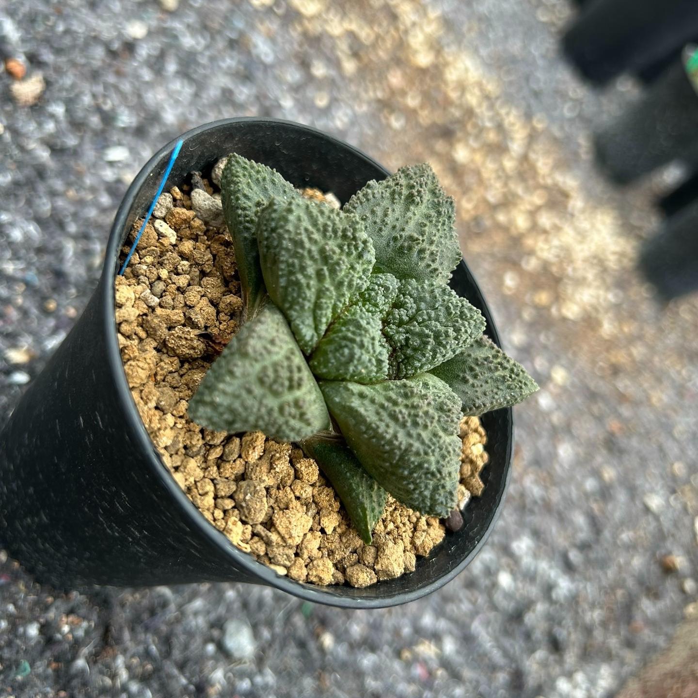 2-10cm  Ariocarpus fissuratus cv. Godzilla