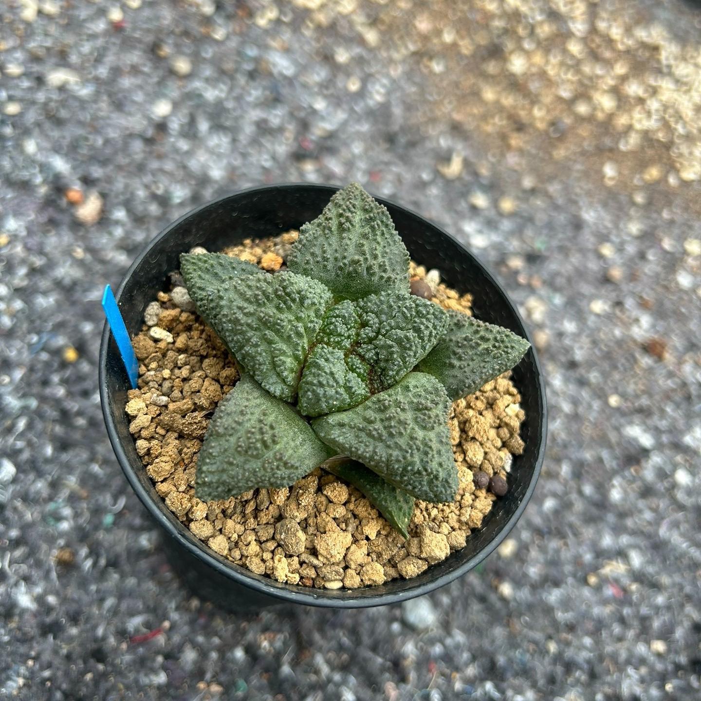 2-10cm  Ariocarpus fissuratus cv. Godzilla