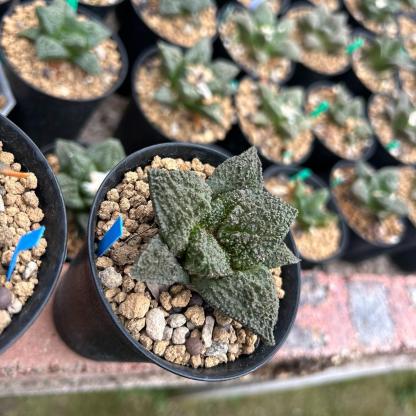 2-10cm  Ariocarpus fissuratus cv. Godzilla