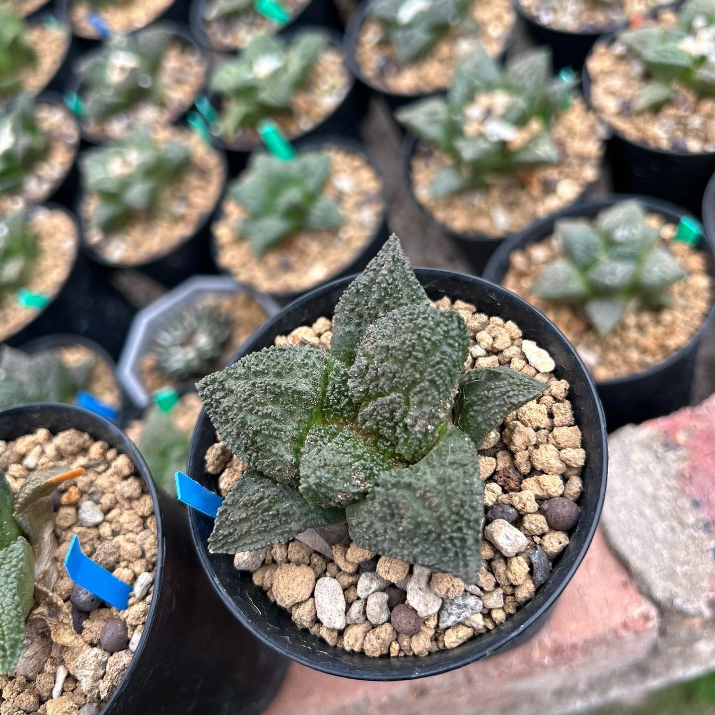 2-10cm  Ariocarpus fissuratus cv. Godzilla