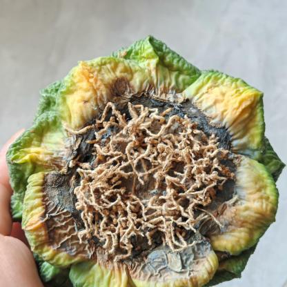 5-7cm  Ariocarpus fissuratus cv. Godzilla variegated (rootless)