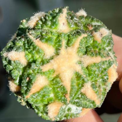 5-7cm  Ariocarpus fissuratus cv. Godzilla variegated (rootless)