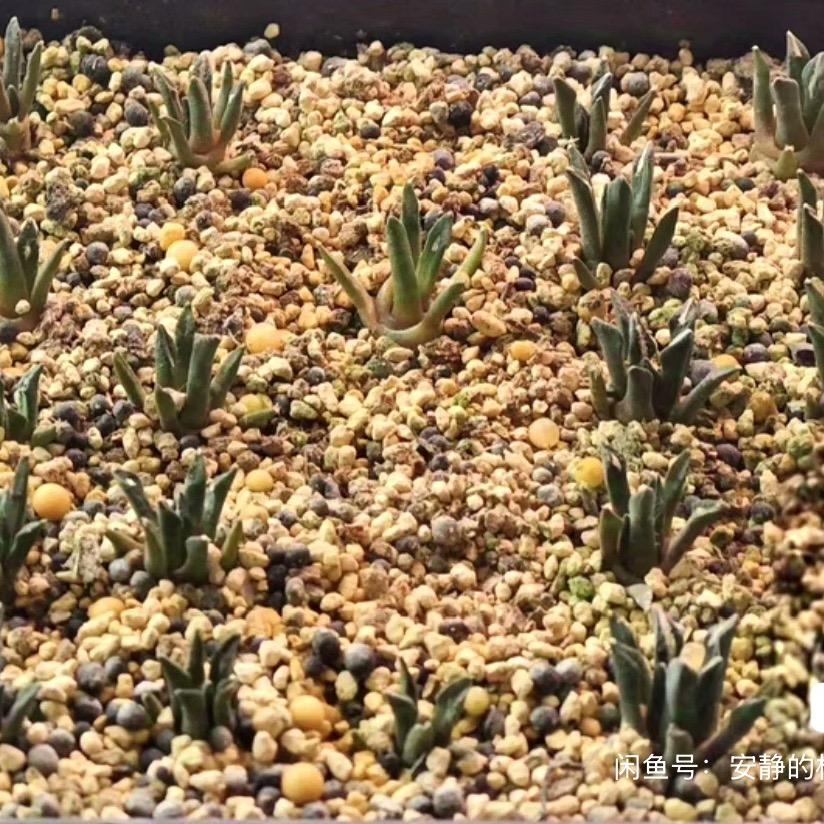 1.5 Ariocarpus kotschoubeyanus 3-4 years (seedlings)
