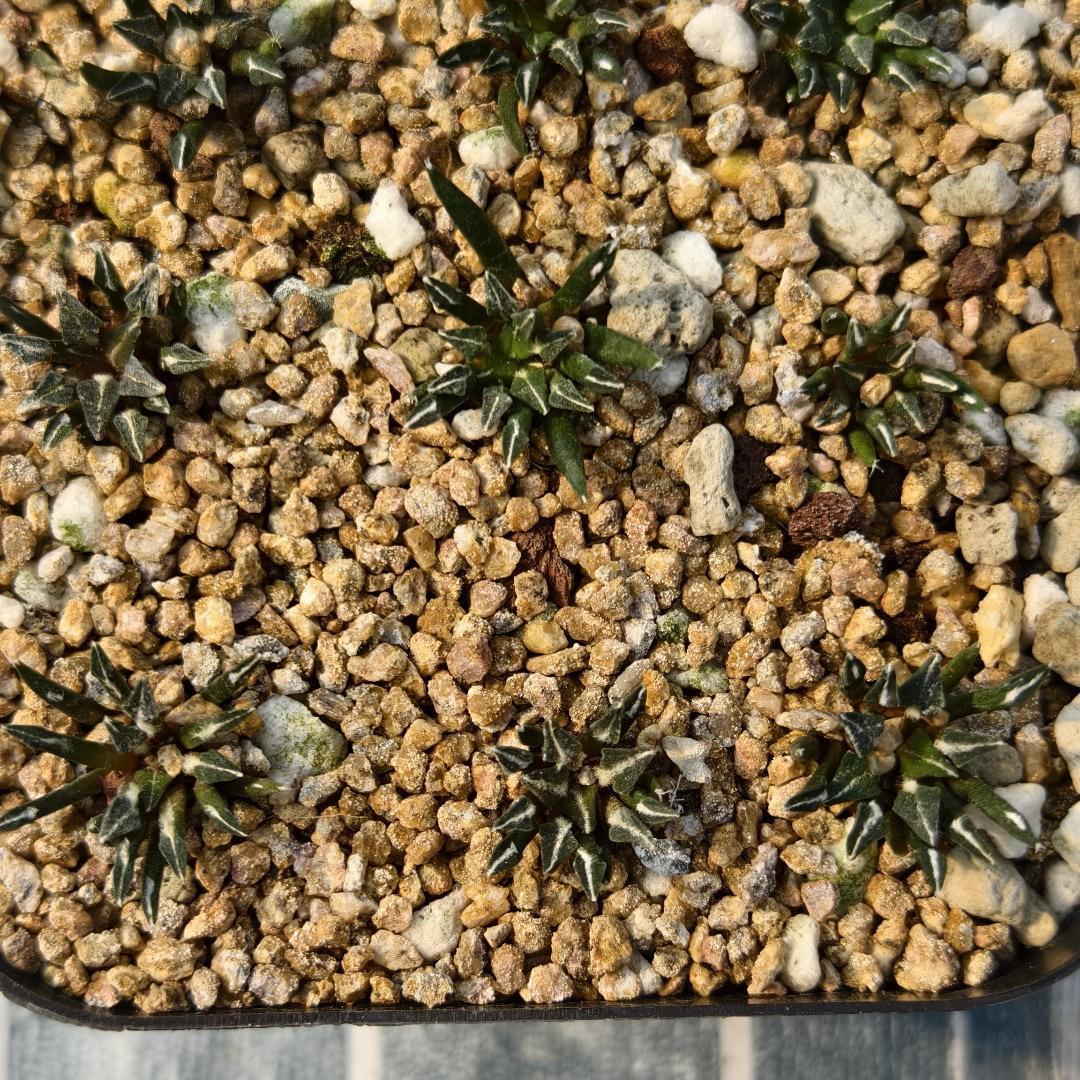 1.5 Ariocarpus kotschoubeyanus 3-4 years (seedlings)