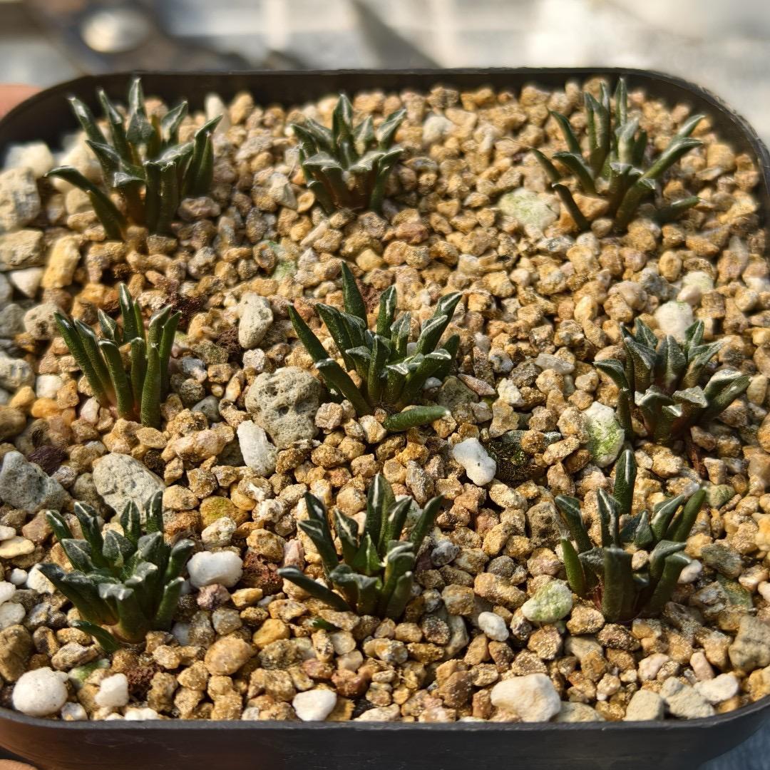 1.5 Ariocarpus kotschoubeyanus 3-4 years (seedlings)