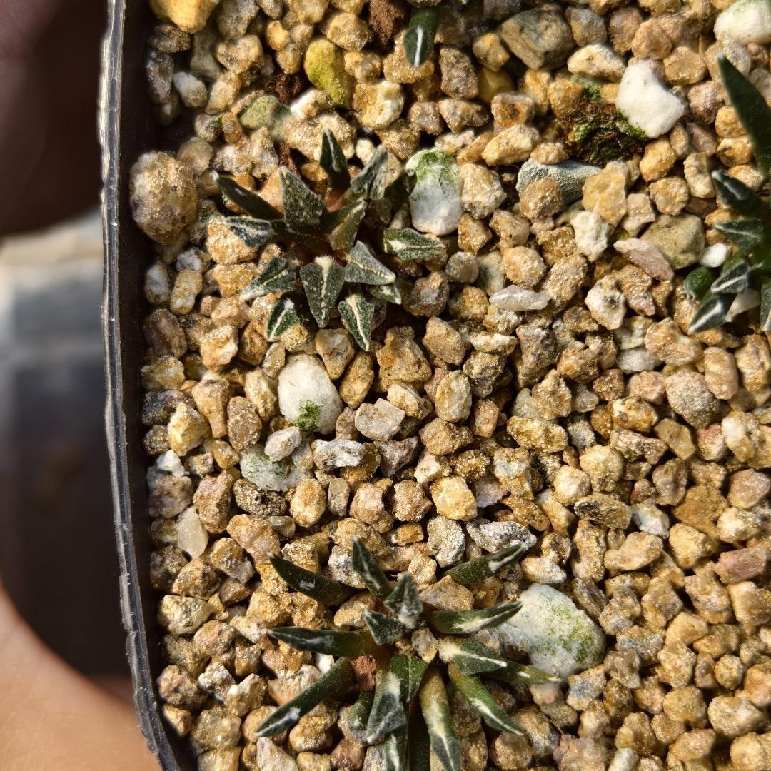 1.5 Ariocarpus kotschoubeyanus 3-4 years (seedlings)