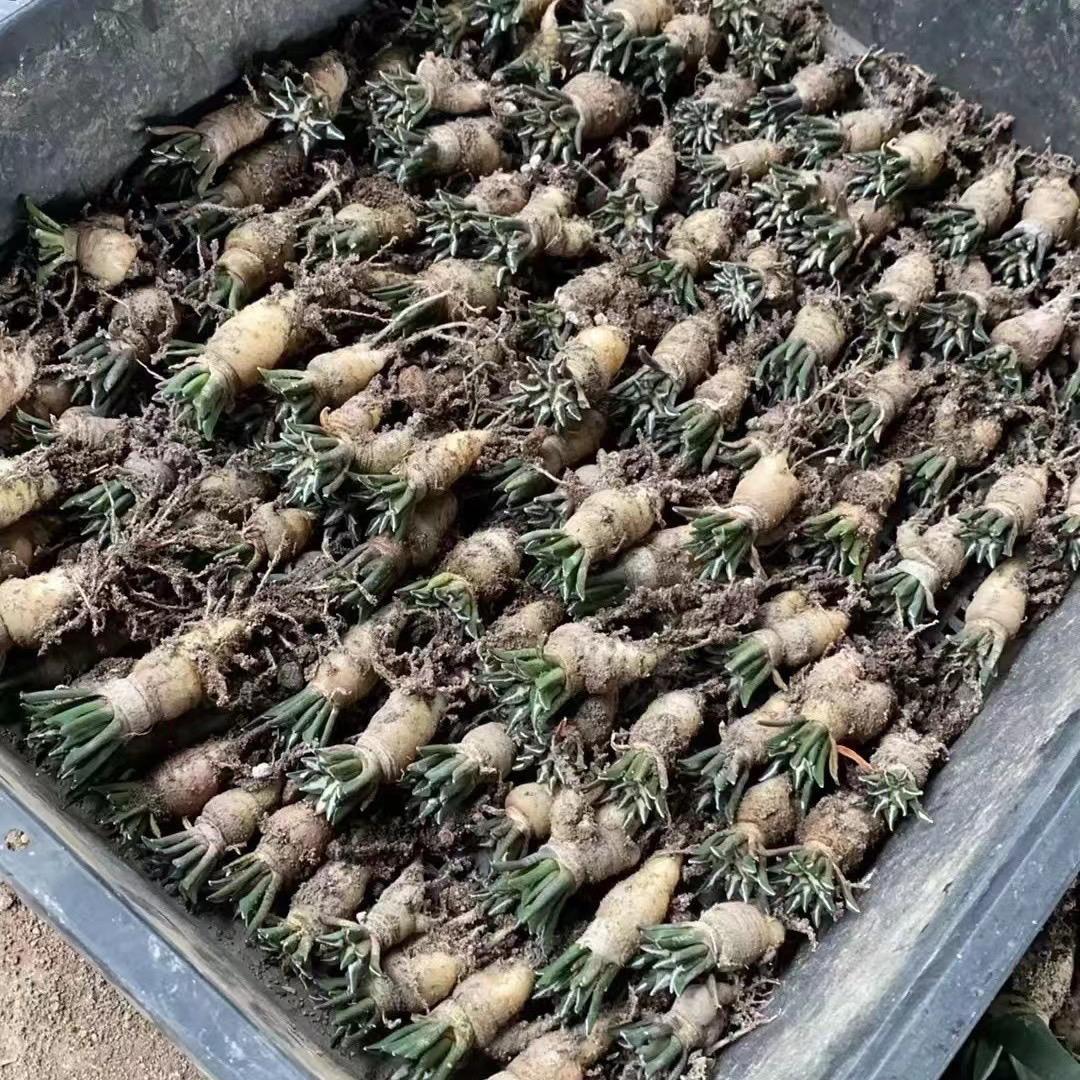 1.5 Ariocarpus kotschoubeyanus 3-4 years (seedlings)