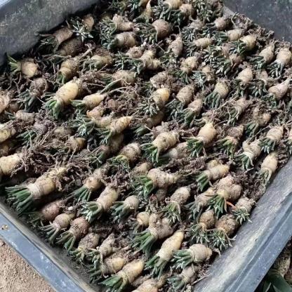 1.5 Ariocarpus kotschoubeyanus 3-4 years (seedlings)