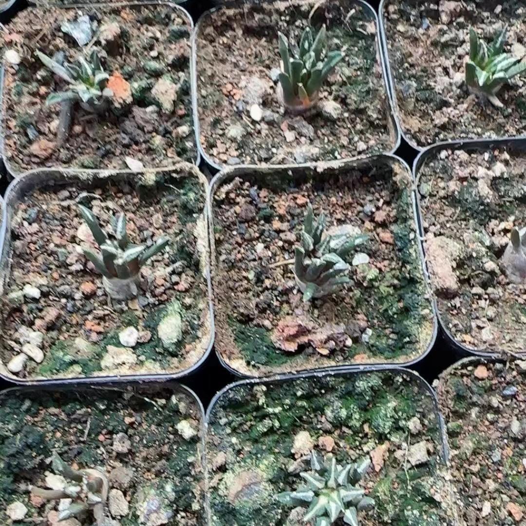 1.5 Ariocarpus kotschoubeyanus 3-4 years (seedlings)