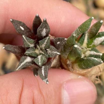 1.5 Ariocarpus kotschoubeyanus 3-4 years (seedlings)