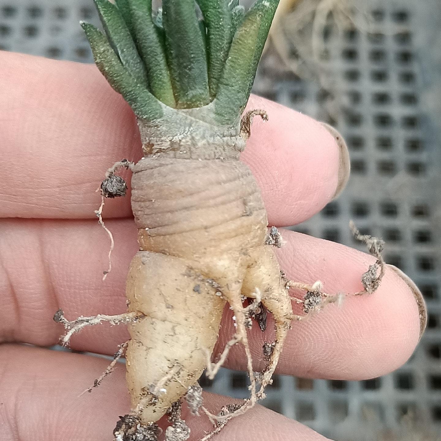 1.5 Ariocarpus kotschoubeyanus 3-4 years (seedlings)