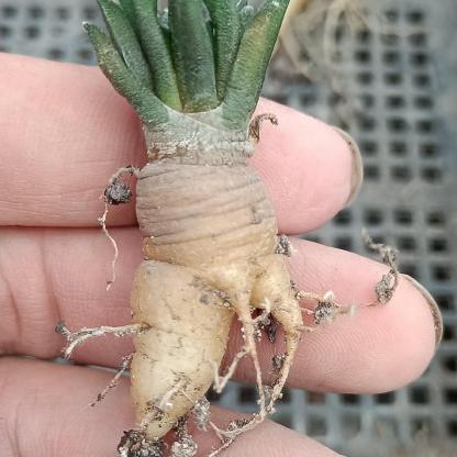 1.5 Ariocarpus kotschoubeyanus 3-4 years (seedlings)