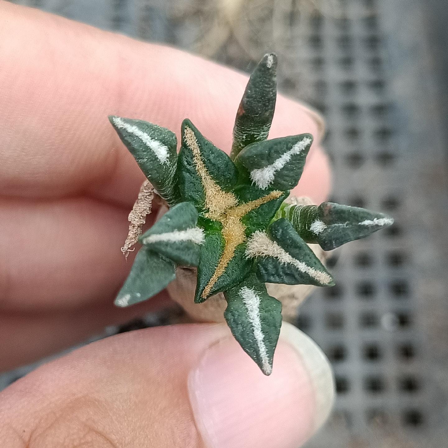 1.5 Ariocarpus kotschoubeyanus 3-4 years (seedlings)