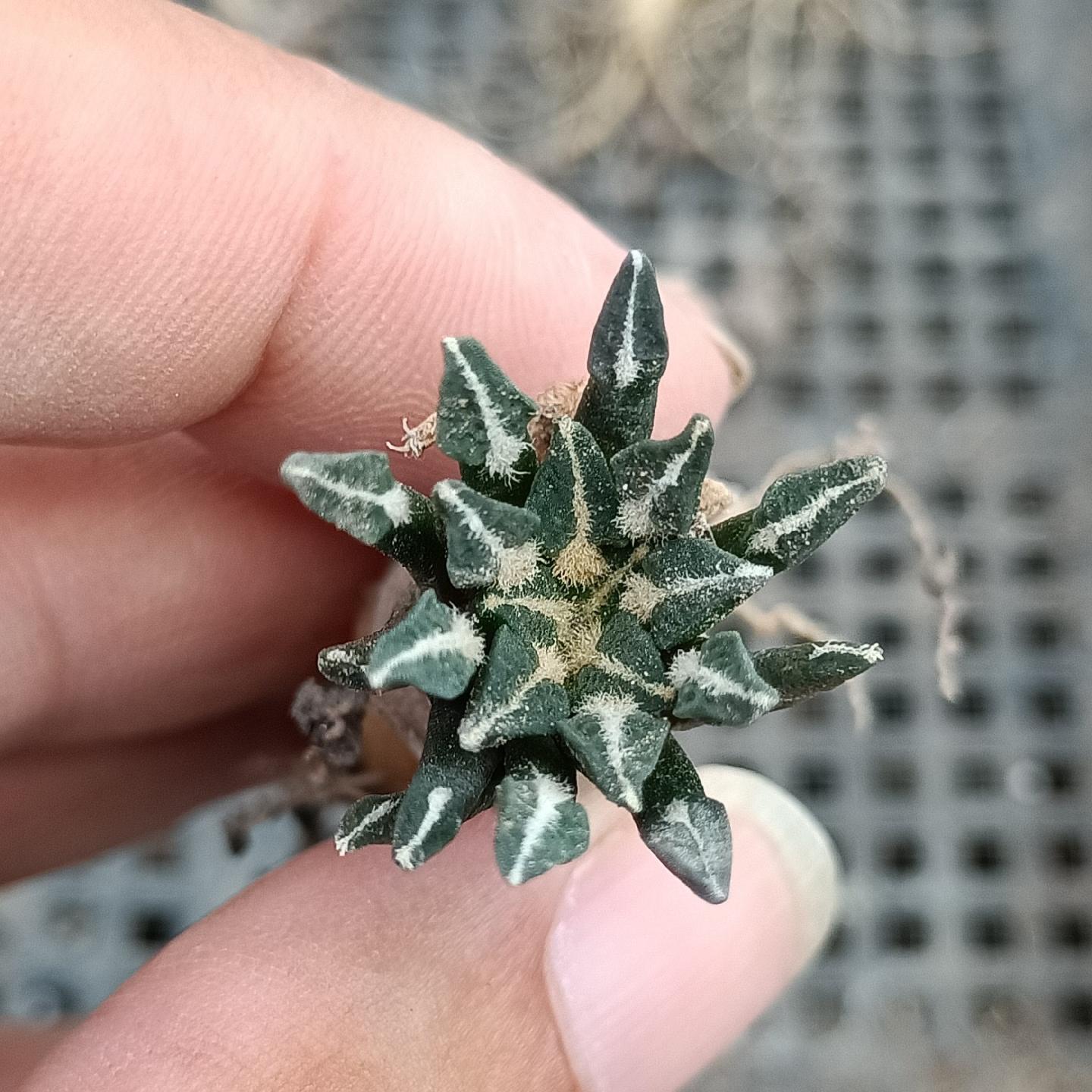 1.5 Ariocarpus kotschoubeyanus 3-4 years (seedlings)
