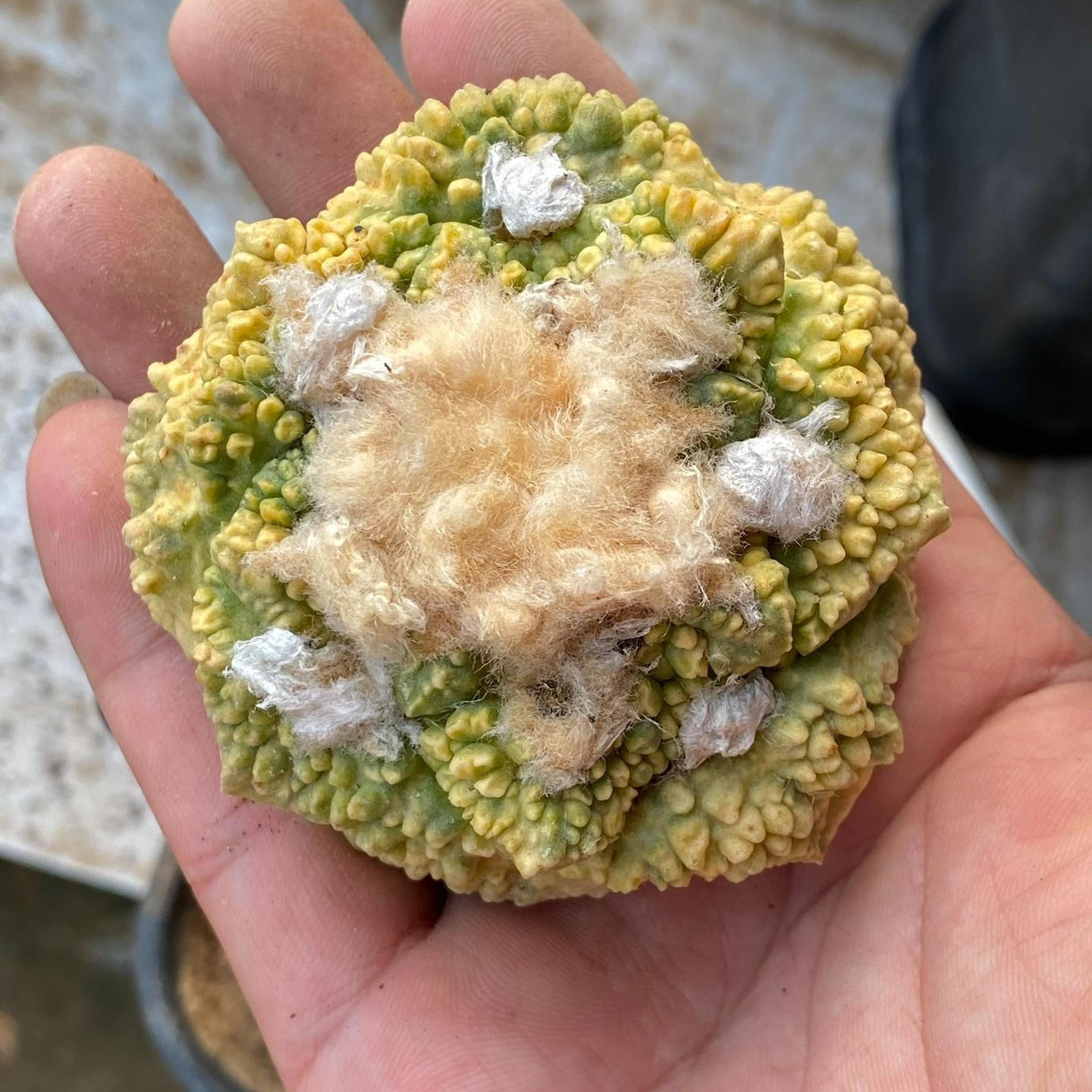 5-7cm  Ariocarpus fissuratus cv. Godzilla variegated (rootless)