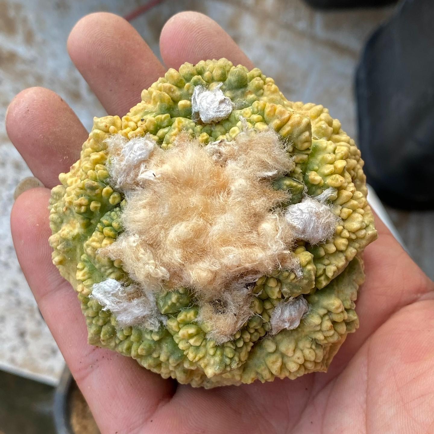 5-7cm  Ariocarpus fissuratus cv. Godzilla variegated (rootless)