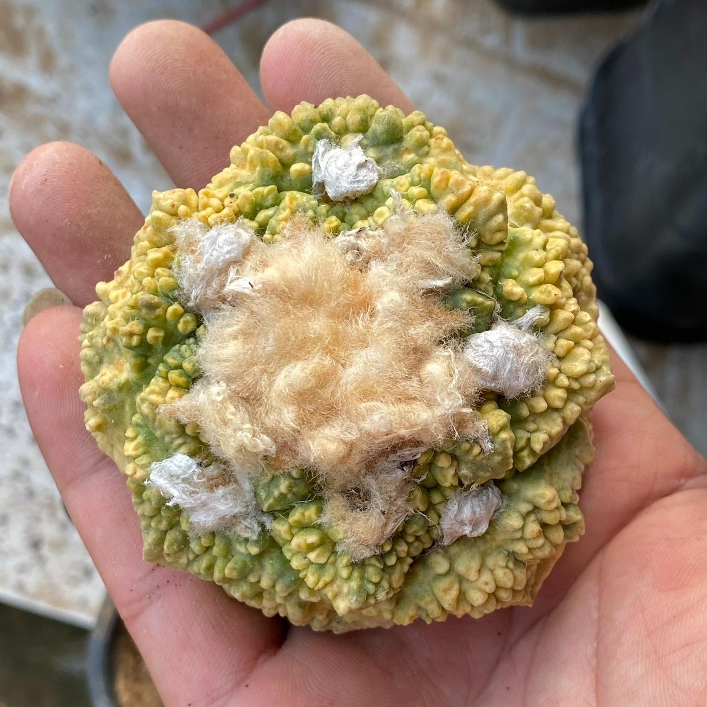 5-7cm  Ariocarpus fissuratus cv. Godzilla variegated (rootless)