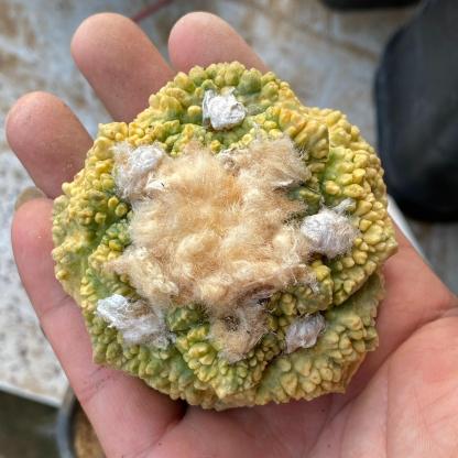 5-7cm  Ariocarpus fissuratus cv. Godzilla variegated (rootless)