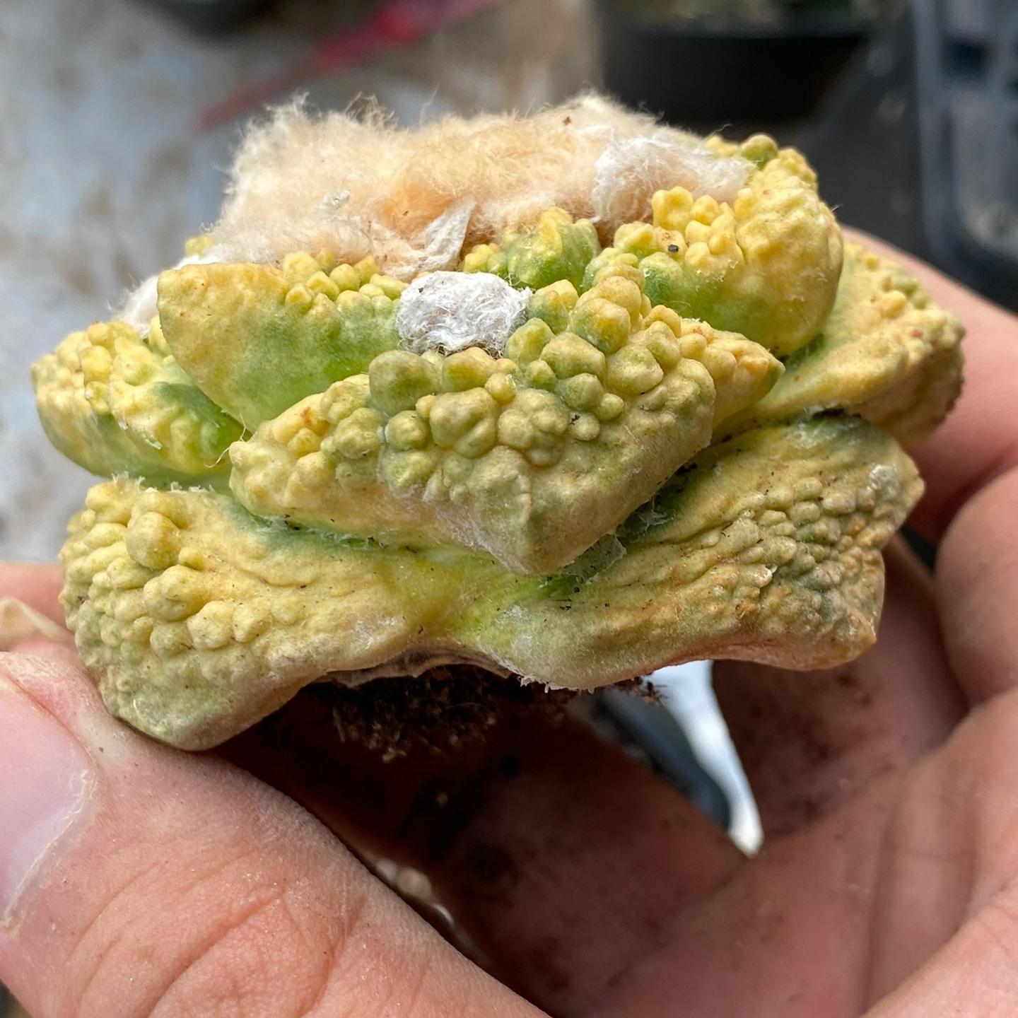 5-7cm  Ariocarpus fissuratus cv. Godzilla variegated (rootless)