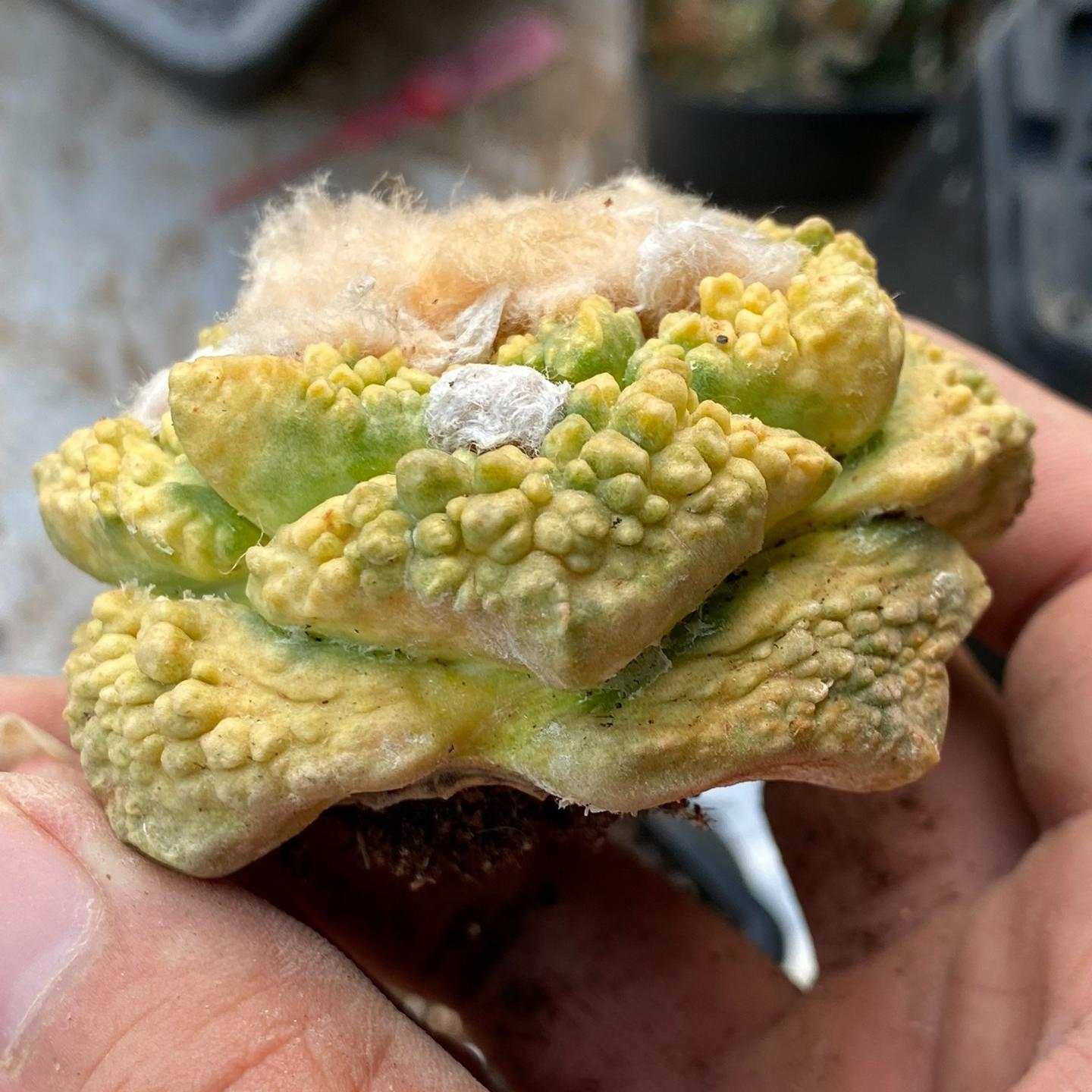 5-7cm  Ariocarpus fissuratus cv. Godzilla variegated (rootless)