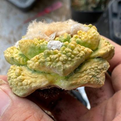 5-7cm  Ariocarpus fissuratus cv. Godzilla variegated (rootless)