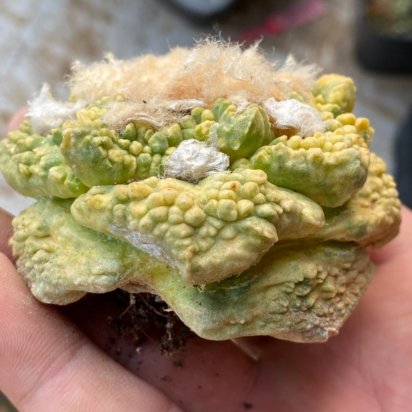 5-7cm  Ariocarpus fissuratus cv. Godzilla variegated (rootless)