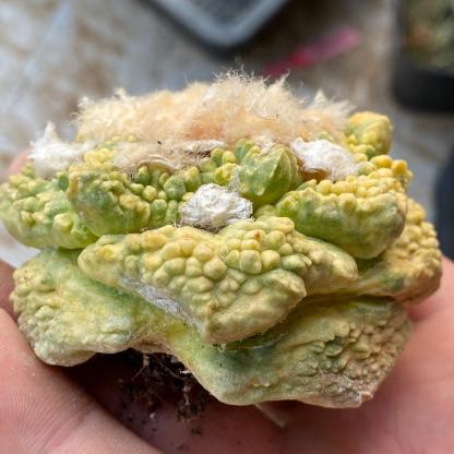 5-7cm  Ariocarpus fissuratus cv. Godzilla variegated (rootless)