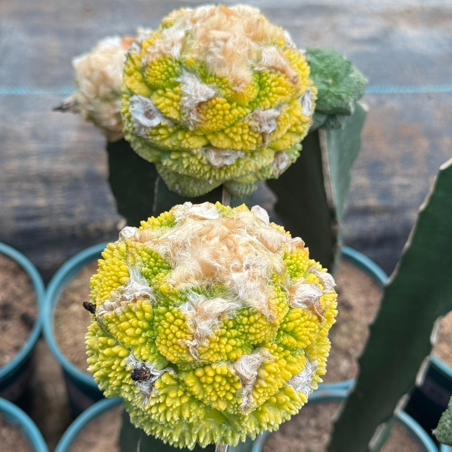 5-7cm  Ariocarpus fissuratus cv. Godzilla variegated (rootless)