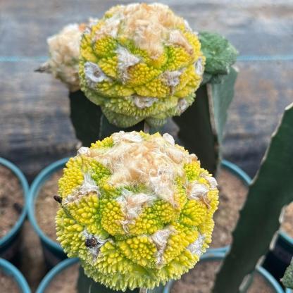 5-7cm  Ariocarpus fissuratus cv. Godzilla variegated (rootless)