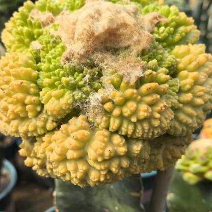 5-7cm  Ariocarpus fissuratus cv. Godzilla variegated (rootless)