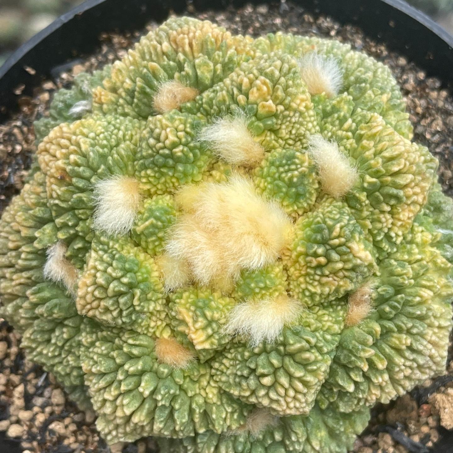 5-7cm  Ariocarpus fissuratus cv. Godzilla variegated (rootless)