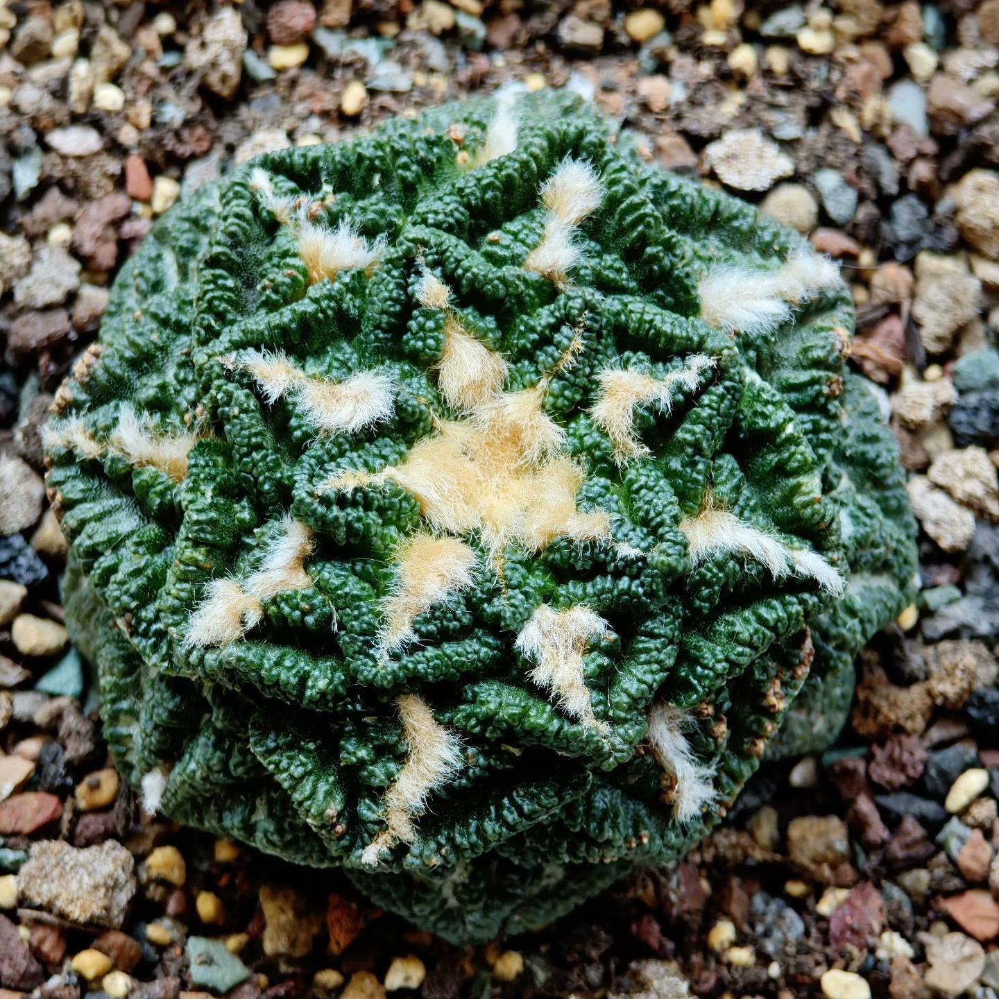 Ariocarpus fissuratus var. hintonii