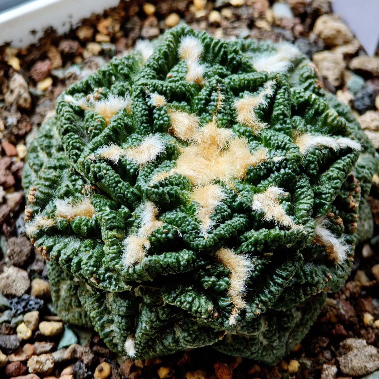 Ariocarpus fissuratus var. hintonii