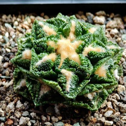 Ariocarpus fissuratus var. hintonii