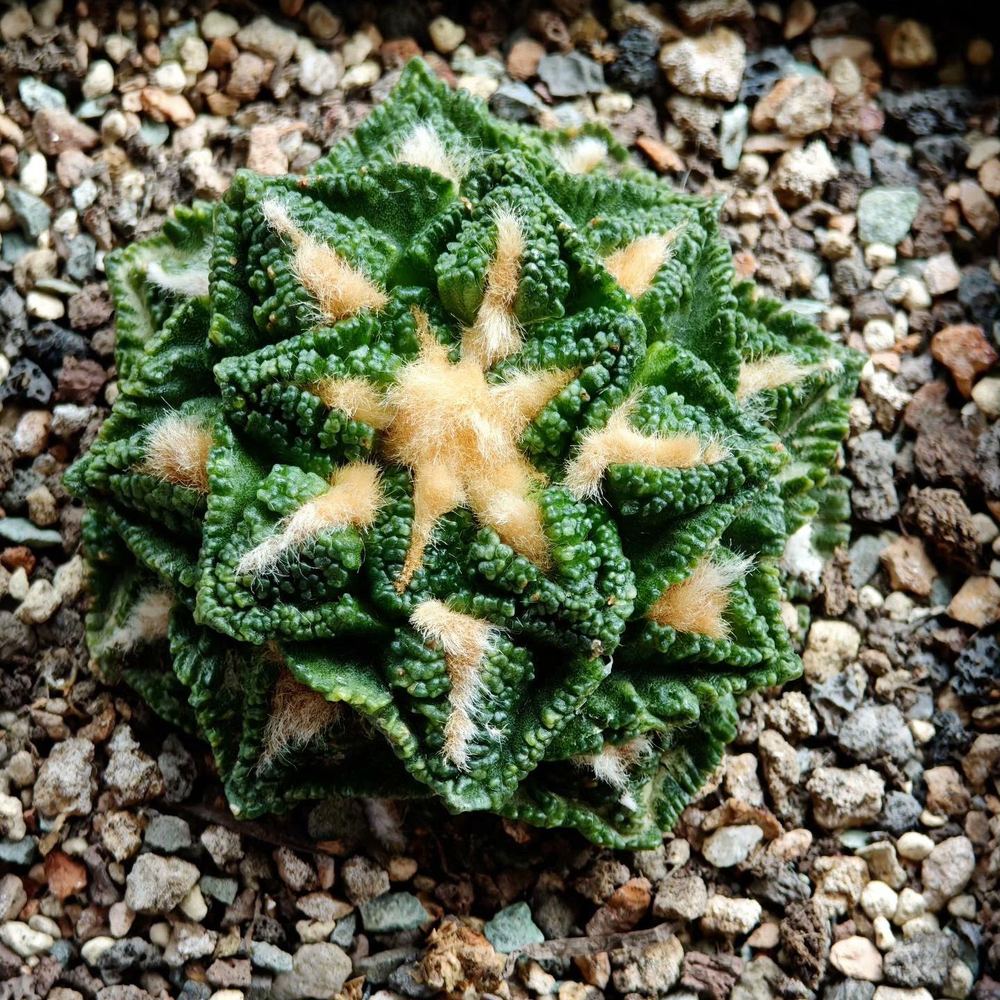 Ariocarpus fissuratus var. hintonii